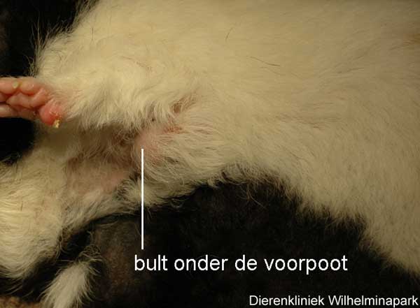 Deze cavia heeft een verdikte lymfknoop onder de voorpoot in de oksel.